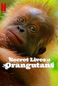 Secret Lives of Orangutans 2024 Hindi Dubbed English 480p 720p 1080p Filmy4Wap